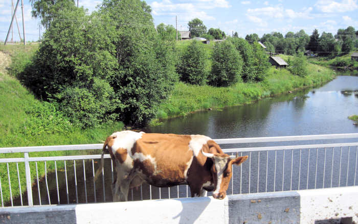 Karjalan aluetasavallan lehm