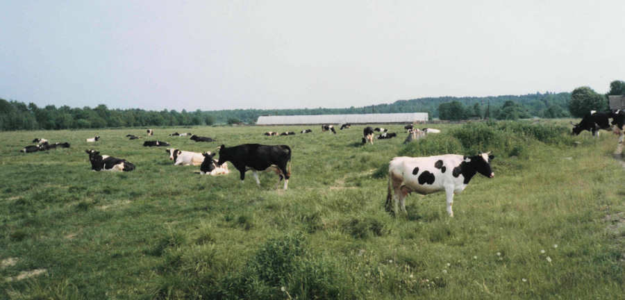 Sovhoosin lehmi